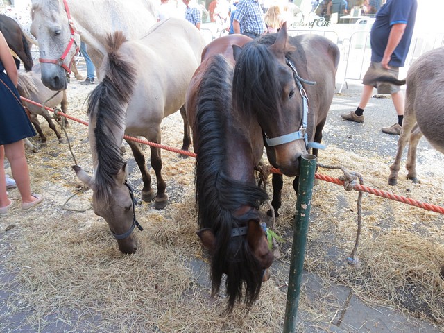 thumbnail-Paardenmarkt op 25 juni