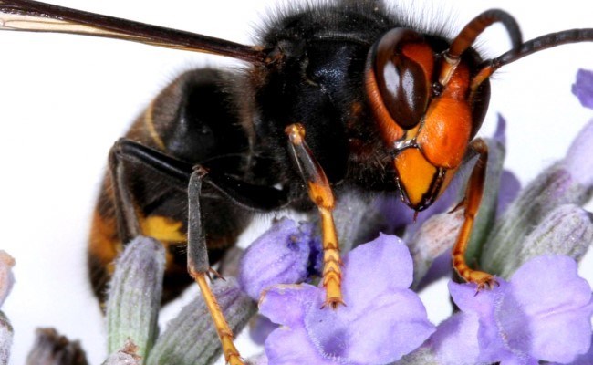 thumbnail-Help koninginnen van de Aziatische hoornaar vangen