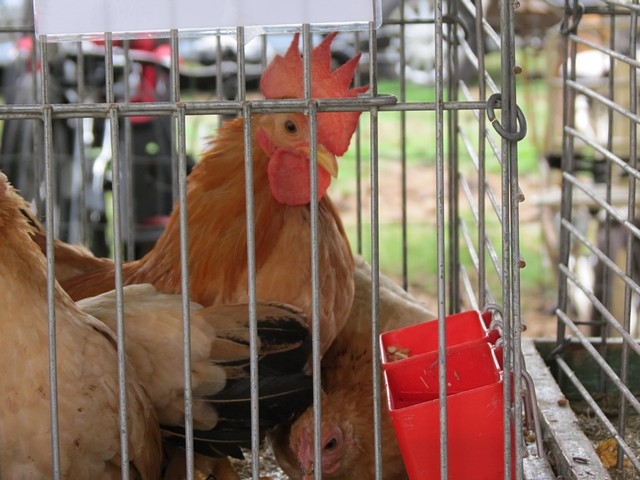 thumbnail-QR-Paaszoektocht van kip tot ei in de kinderboerderij